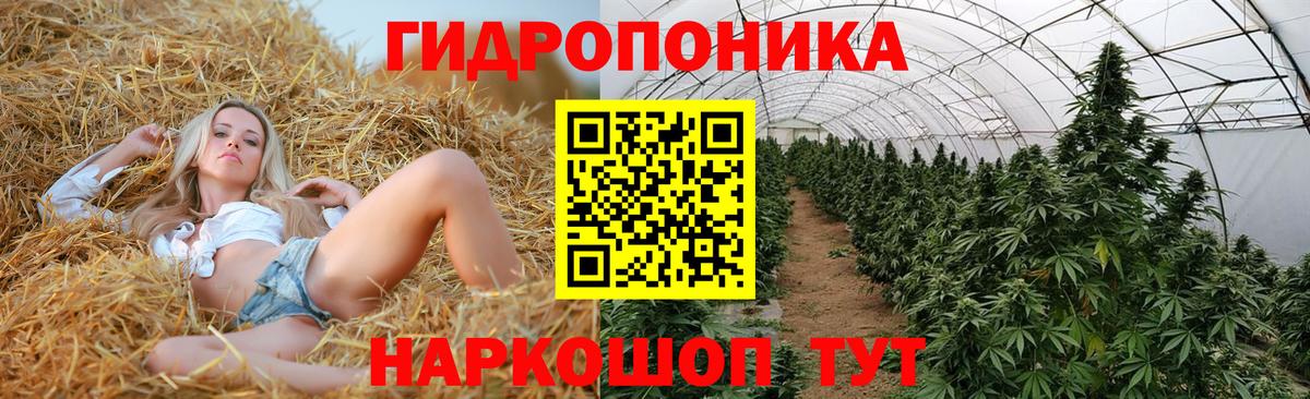 Кизляр  Марихуана Ganja  Вход с VPN  Бошки марихуана Ganja  Каннабис индика  Конопля сатива 